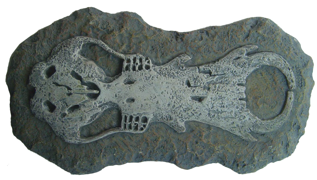 Discover Science Australian Fossil Find