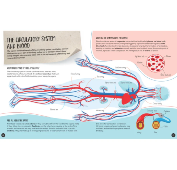 Sassi What How and Why The Human Body Book and Poster