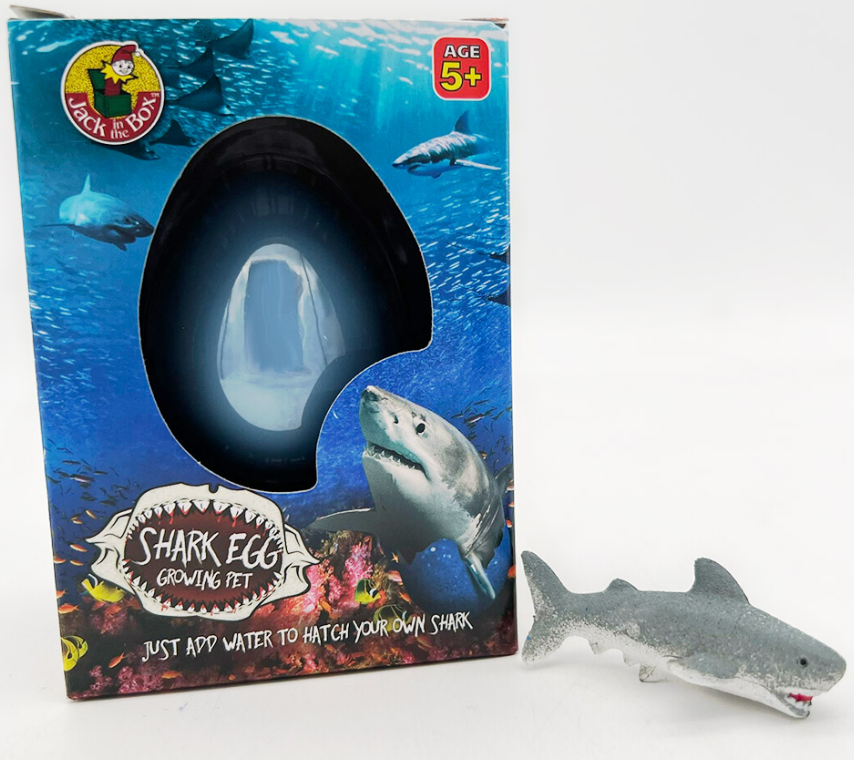 Growing Pet Shark Egg