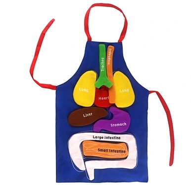 3D Anatomy Apron with Detachable Organs Learning Aid