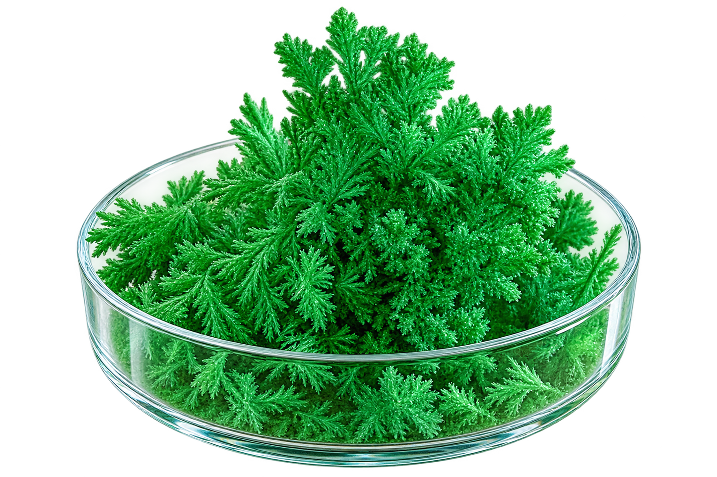 Coral Reef Magic Rock Crystal Growing
