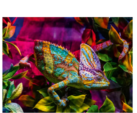 Ravensburger Chameleon 500pc Puzzle