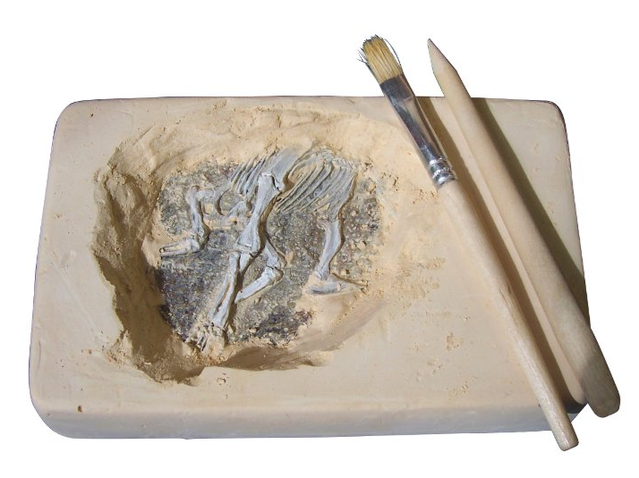 Discover Science Australian Fossil Find