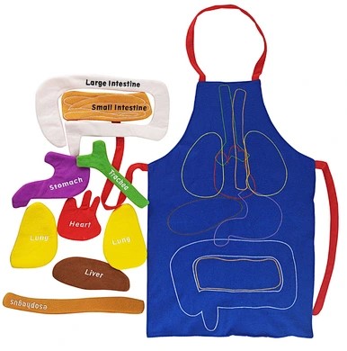3D Anatomy Apron with Detachable Organs Learning Aid