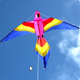 Windspeed Lorikeet Kite Outdoor Play
